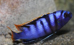 Labidochromis sp. 'mbamba'